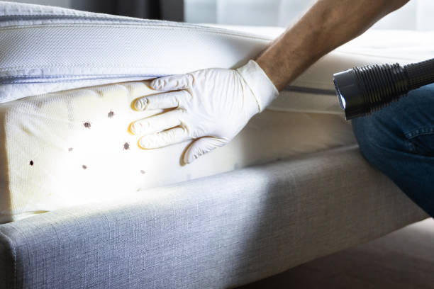 Best Pest Removal Services  in Yaphank, NY
